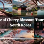 Magic of Cherry Blossom Tours in South Korea