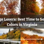 Foliage Lovers: Best Time to See Fall Colors in Virginia